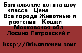 Бангальские котята шоу класса › Цена ­ 25 000 - Все города Животные и растения » Кошки   . Московская обл.,Лосино-Петровский г.